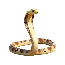 Western coral snake