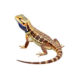 Western fence lizard