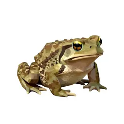 Western narrow-mouthed toad