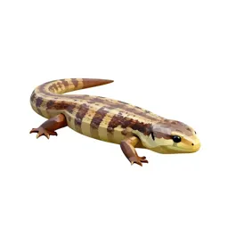 Western skink