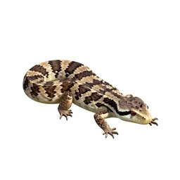 Western whiptail