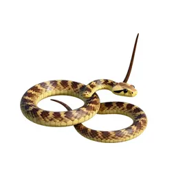 Whip-snake