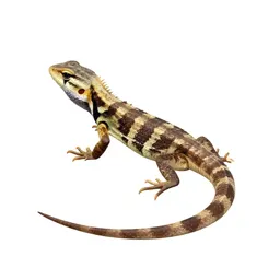 Whiptail
