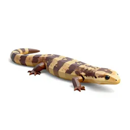 Worm lizard