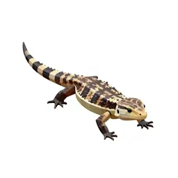 Zebra-tailed lizard