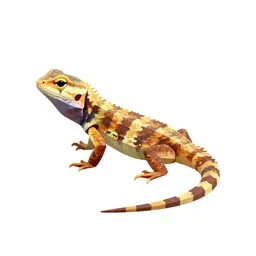 Agama