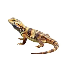 Anguid lizard