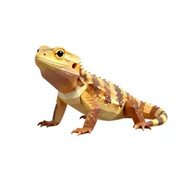 Earless lizard