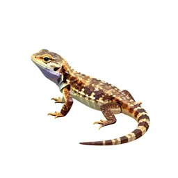 Eastern fence lizard
