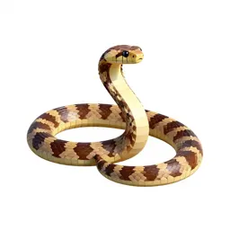 Eastern indigo snake