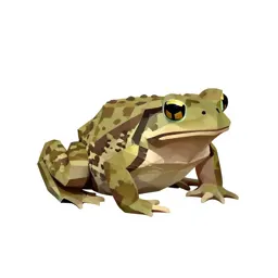 Eastern narrow-mouthed toad