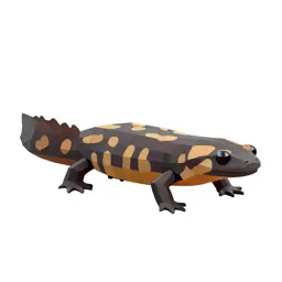 Olympic salamander