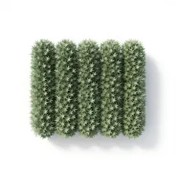 Hedge