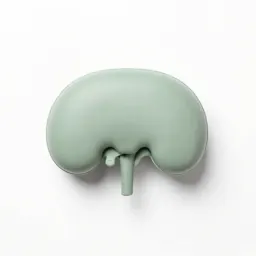 Artificial kidney
