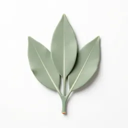 Laurel