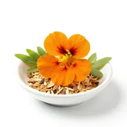 Nasturtium
