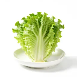 Butterhead lettuce