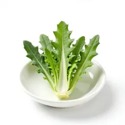 Chicory