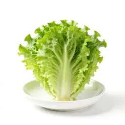 Leaf lettuce