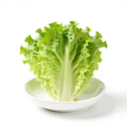 Lettuce