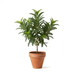 Balsam