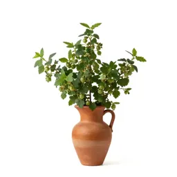 Barberry