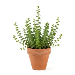 Barrenwort