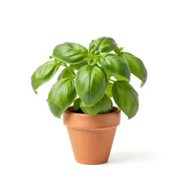 Basil