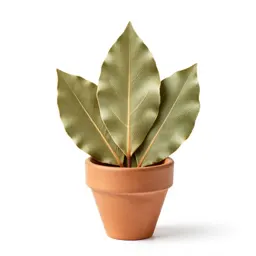 Bay leaf