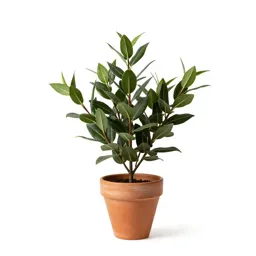 Bay myrtle