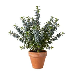 Bayberry