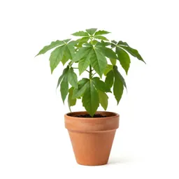 Beefsteak plant
