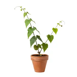 Birthwort