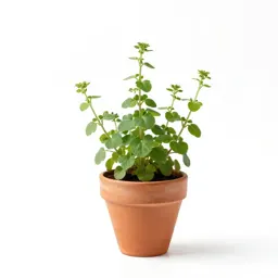 Bittercress