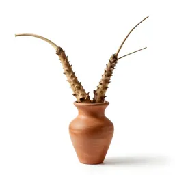 Bitterroot