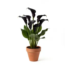 Black calla