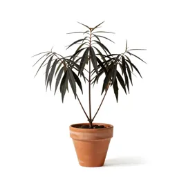 Black cohosh