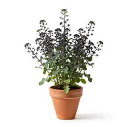 Black mustard