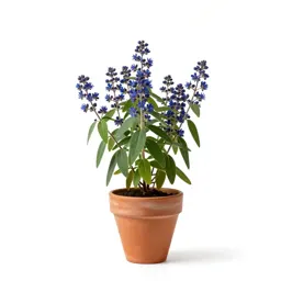 Blue cohosh