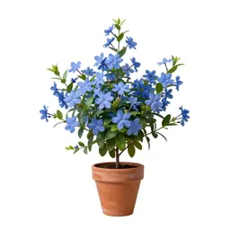 Blue jasmine