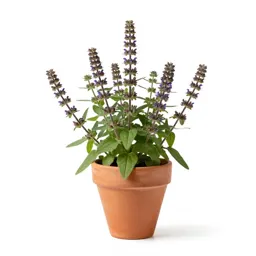 Borage