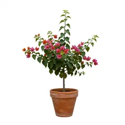 Bougainvillea