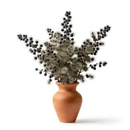 Bristly sarsaparilla