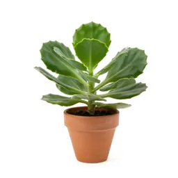 Broad-leaved montia
