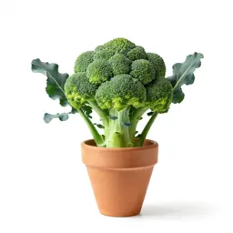 Broccoli raab