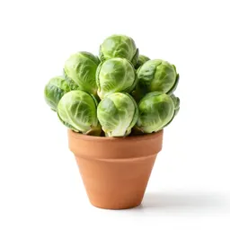 Brussels sprout