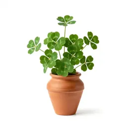 Buffalo clover