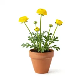 Buttercup