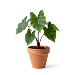 Caladium