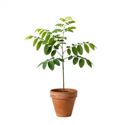 Calliandra